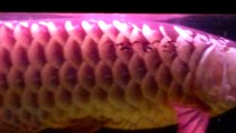 Arowana Malaysia Blue Base