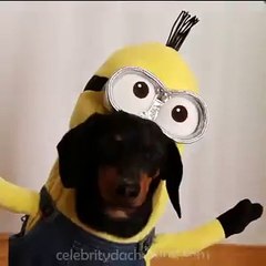 Wiener Dog Minions!!