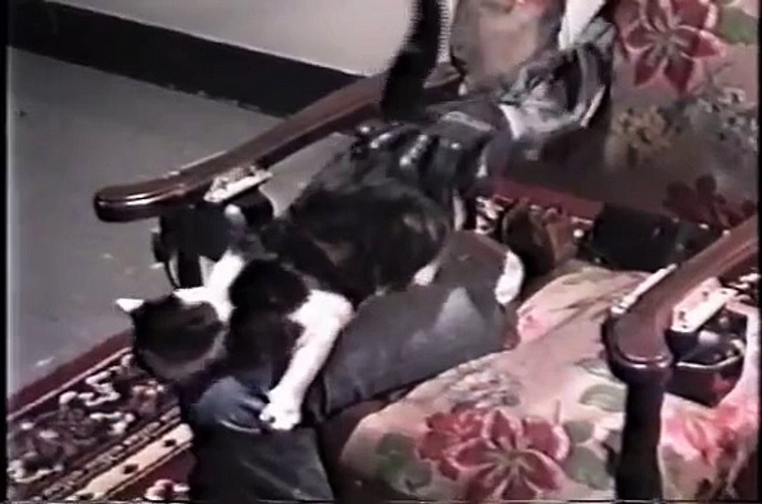 Automatic Cat Petter
