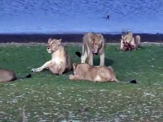 Indian Lions Playing With There Cubs