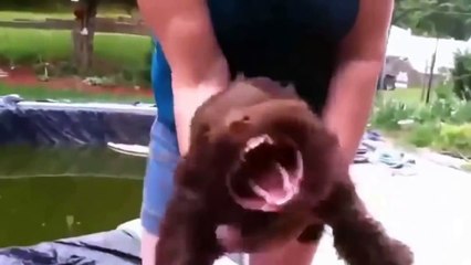 10 Best Funny Dog Videos You Have Ever Seen !