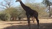 Safari à Bandia et à la lagune de la Somone