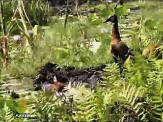 পাখির অভয়ারণ্য উগান্ডা