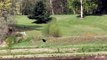 Canada geese chase a juvenile bald eagle