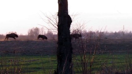 Herd of European Bison/ Bison bonasus/ near Hajnówka