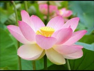 The Five Minute Miracle - Daily Guided Meditation