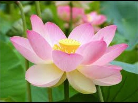 The Five Minute Miracle - Daily Guided Meditation