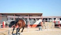 3 year Old PRE Stallion make great dressage horse