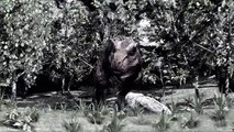 T-Rex vs. Spinosaurus