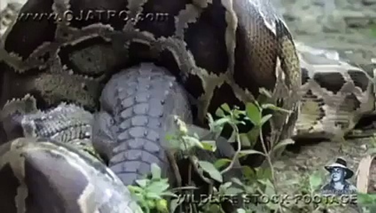 Anaconda Eats a Crocodile