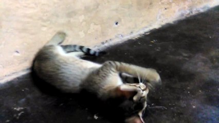 Funny video ! Cat Playing ! Cat videos for children