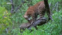 National Geographic 2014- Leopard Queen (FULL DOCUMENTARY )