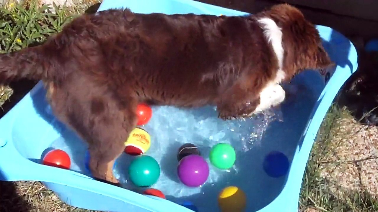 largo s'amuse dans la piscine