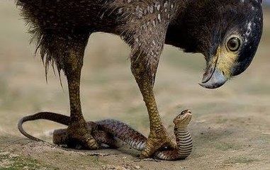 Kartal Yılan Avlıyor