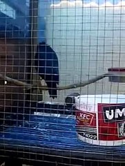 Burung jalak kebo jambul