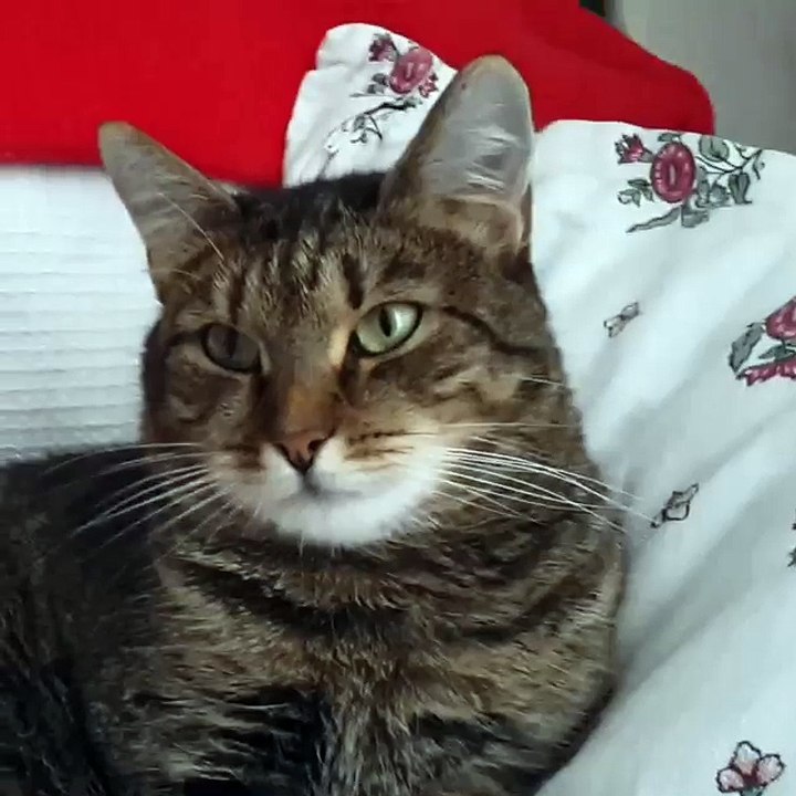 Une fleur fait bugger un chat