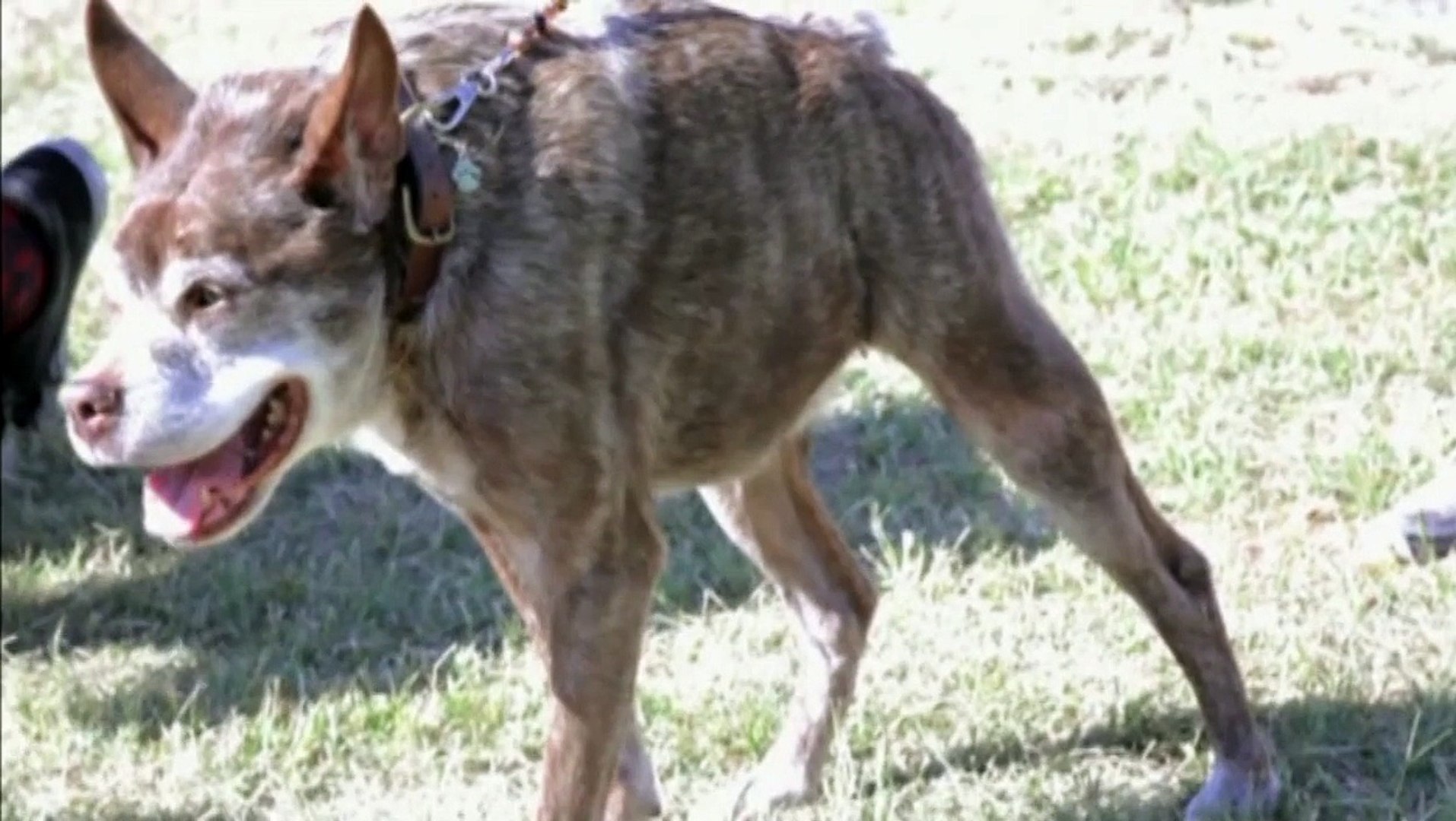 Quasi Modo Le Chien Le Plus Laid Du Monde Video Dailymotion