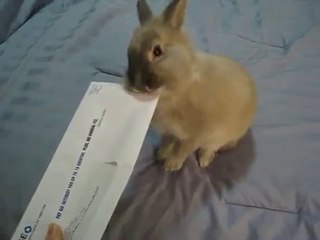 Ce lapin aide son propriétaire à ouvrir son courrier!