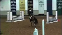 Morgan Horse, All Around Sport Horse for Sale