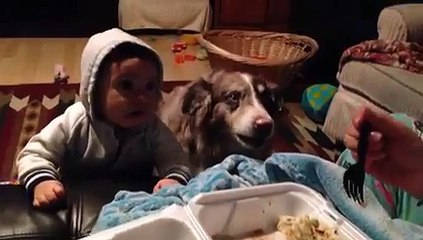 Un chien dit maman alors qu'un bébé n'y arrive pas