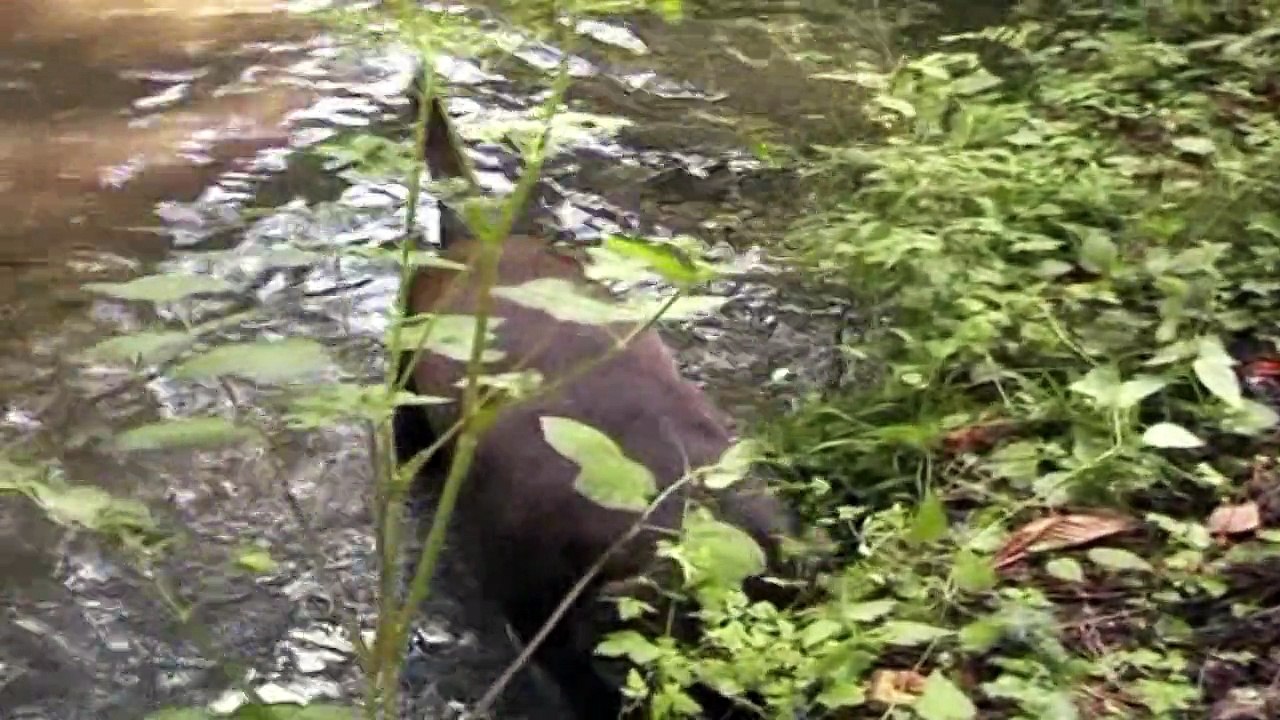 Uman le beau labrador scaphandrier, Pont Audemer aout 2007
