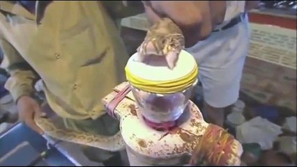 Impact du venin d'un serpent sur le sang