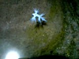 Glaucus atlanticus - Blue angels - Blue sea slug