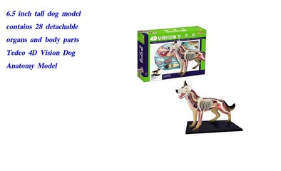 Tedco 4D Vision Dog Anatomy Model