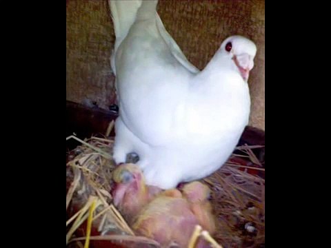 WHITE RACING PIGEONS AND DOVES