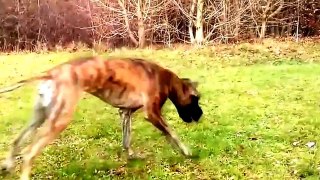 Funny Videos of Animals   Funny Animal Video Clips Fail Compilation 2014