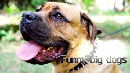 Funny Animals Video   Funny Crazy Dog Video Compilation New 2015   Funny Video 1