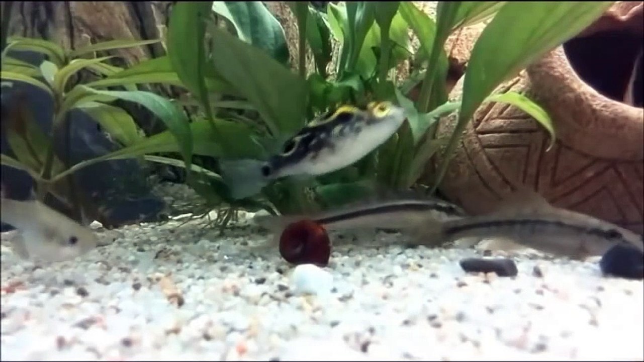 Kugelfisch