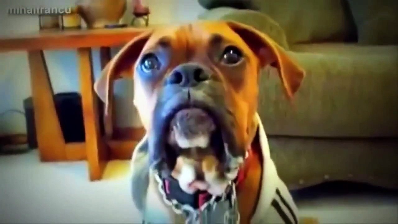 funny talking animals take a walk on the wild side funny talking animals the wild side funny talking