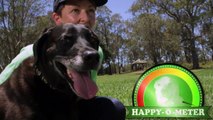 Spot The Dog Walker - Professional Dog Walkers in Brisbane and Tamworth