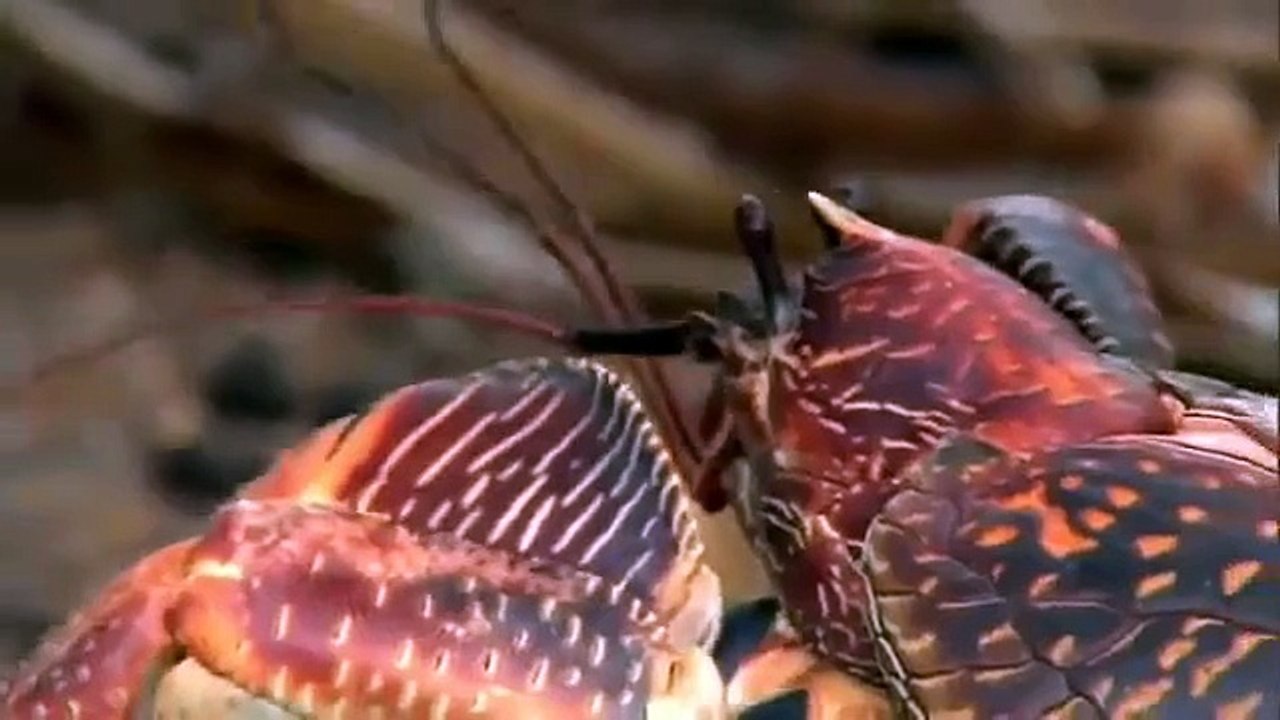 Coconut Crab
