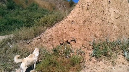 Лиса против собаки на пляже в Леонидово / Fox vs Dog on the beach