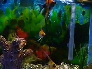 My Veiled Koi Angelfish