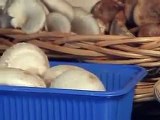 Types and Varieties of Mushrooms