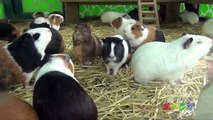 기니피그 합창 ( Guinea Pig Chorus )