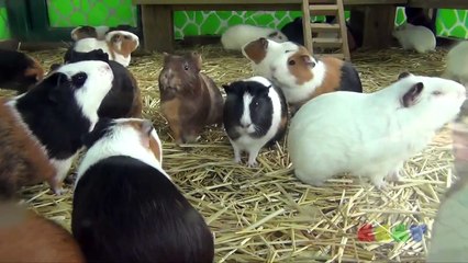 기니피그 합창 ( Guinea Pig Chorus )