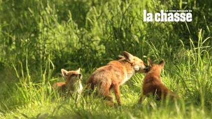 Intimité famille renards