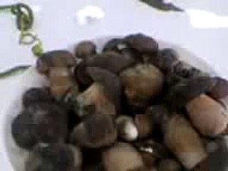 i funghi di Roccamonfina