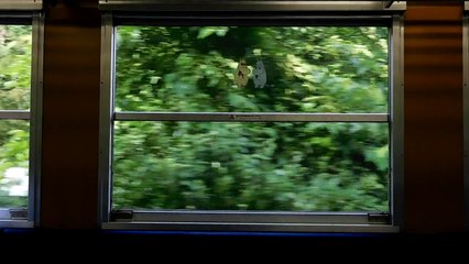 まったりのんびりムーミン列車の旅