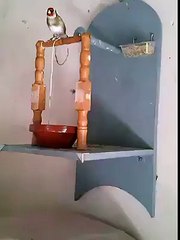 World most intelligent Bird............fun and only fun