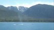 Humpback Whales Bubble Net Feeding + Orca Whales around Juneau, Alaska