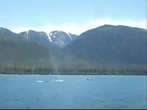 Humpback Whales Bubble Net Feeding + Orca Whales around Juneau, Alaska