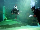 Plongée avec les requins du  Seaquarium au Grau du Roi
