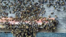 Honey Bees swarming into a bait hive