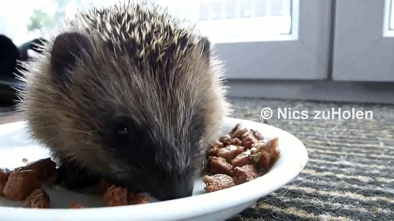 Baby Igel