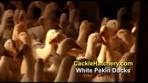 White Pekin Duck Breed (Breeder Flock)